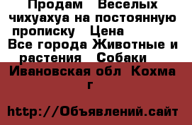 Продам.  Веселых чихуахуа на постоянную прописку › Цена ­ 8 000 - Все города Животные и растения » Собаки   . Ивановская обл.,Кохма г.